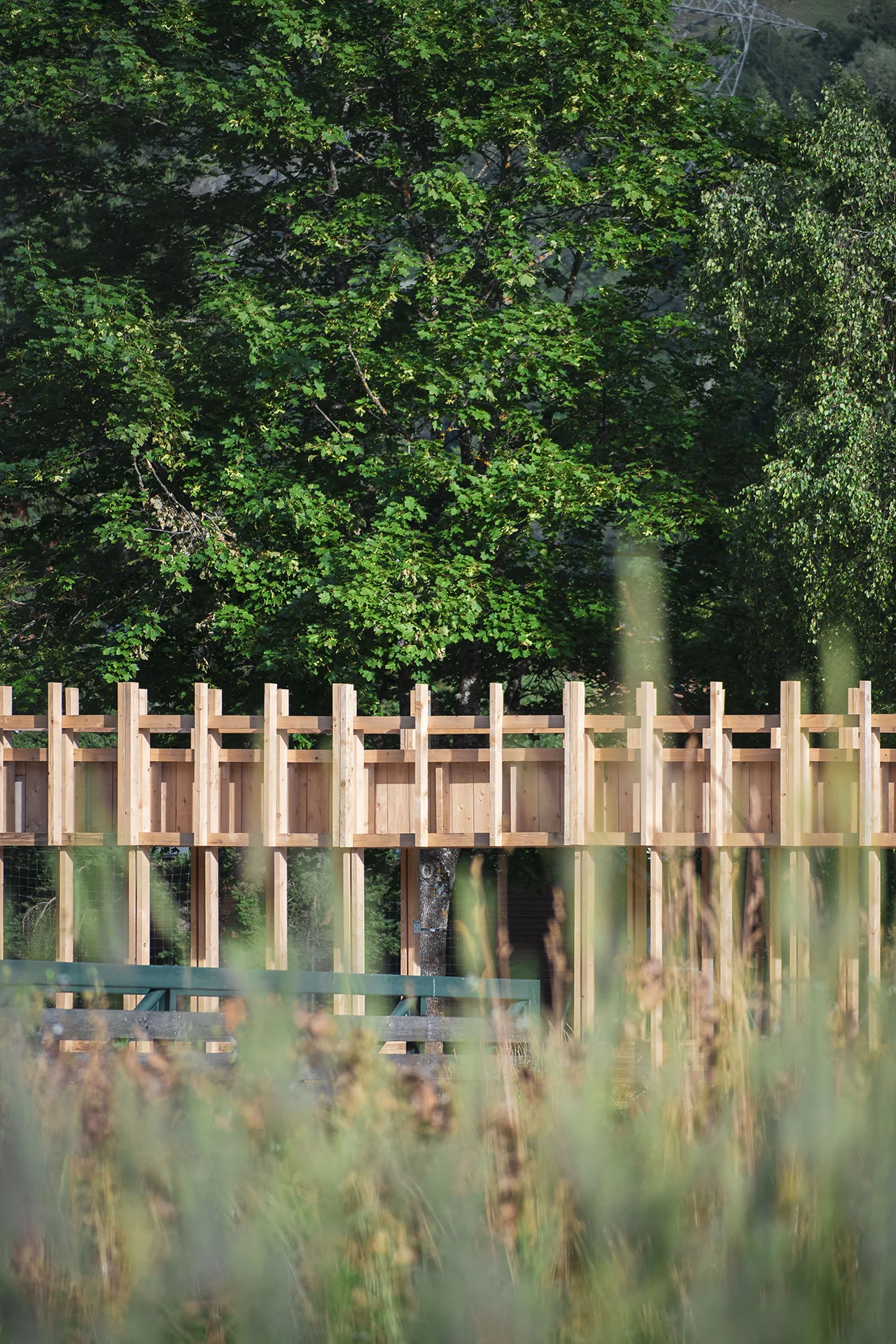 Détail de la partie haute, radicalité des portiques et de la structure en bois reprenant verticalité de la végétation